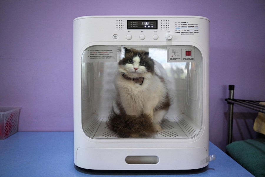 A cat sits inside a cube-shaped device with a clear front panel, drying off.