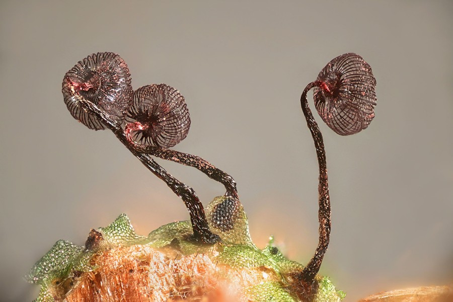 Three tiny stalks rise from slime mold, looking like dried-up flowers or tall mushrooms.