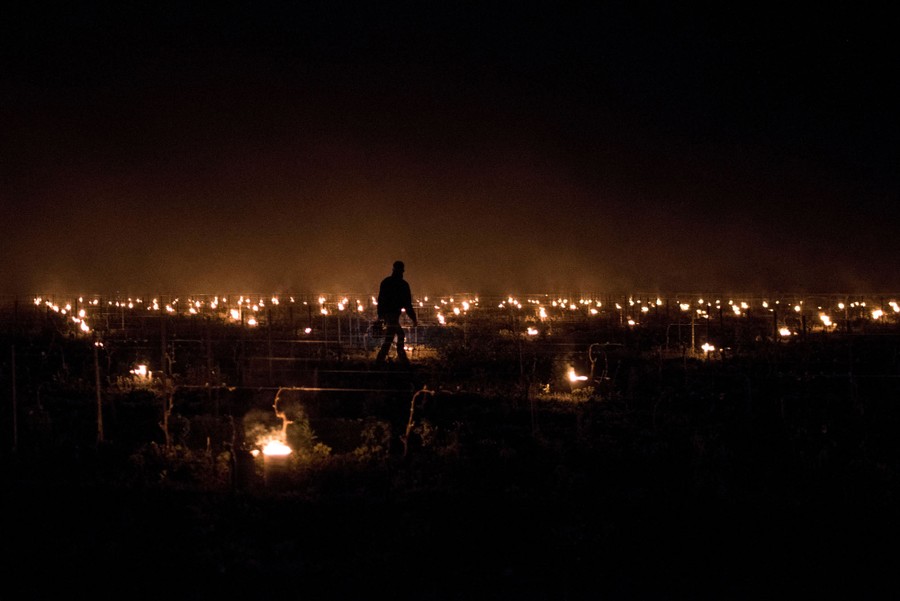 A person walks among large burning candles in a vineyard at night.