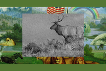 An elk standing alone at sunset in Yellowstone National Park, set in a frame of show art from “The Experiment”