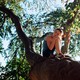 A girl sitting on branch of a large tree