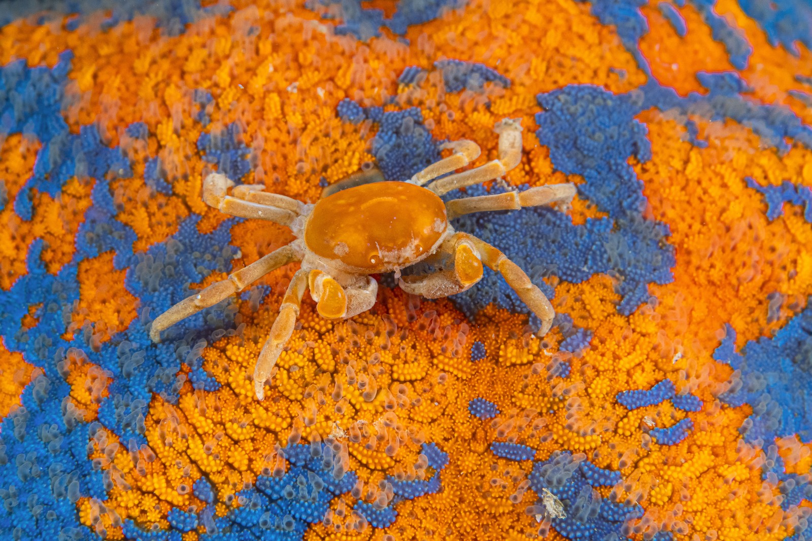 An orange crab stands on orange-and-blue coral.
