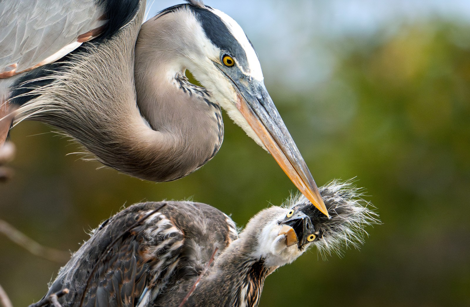 A heron chick leans over, looking up toward its mother.