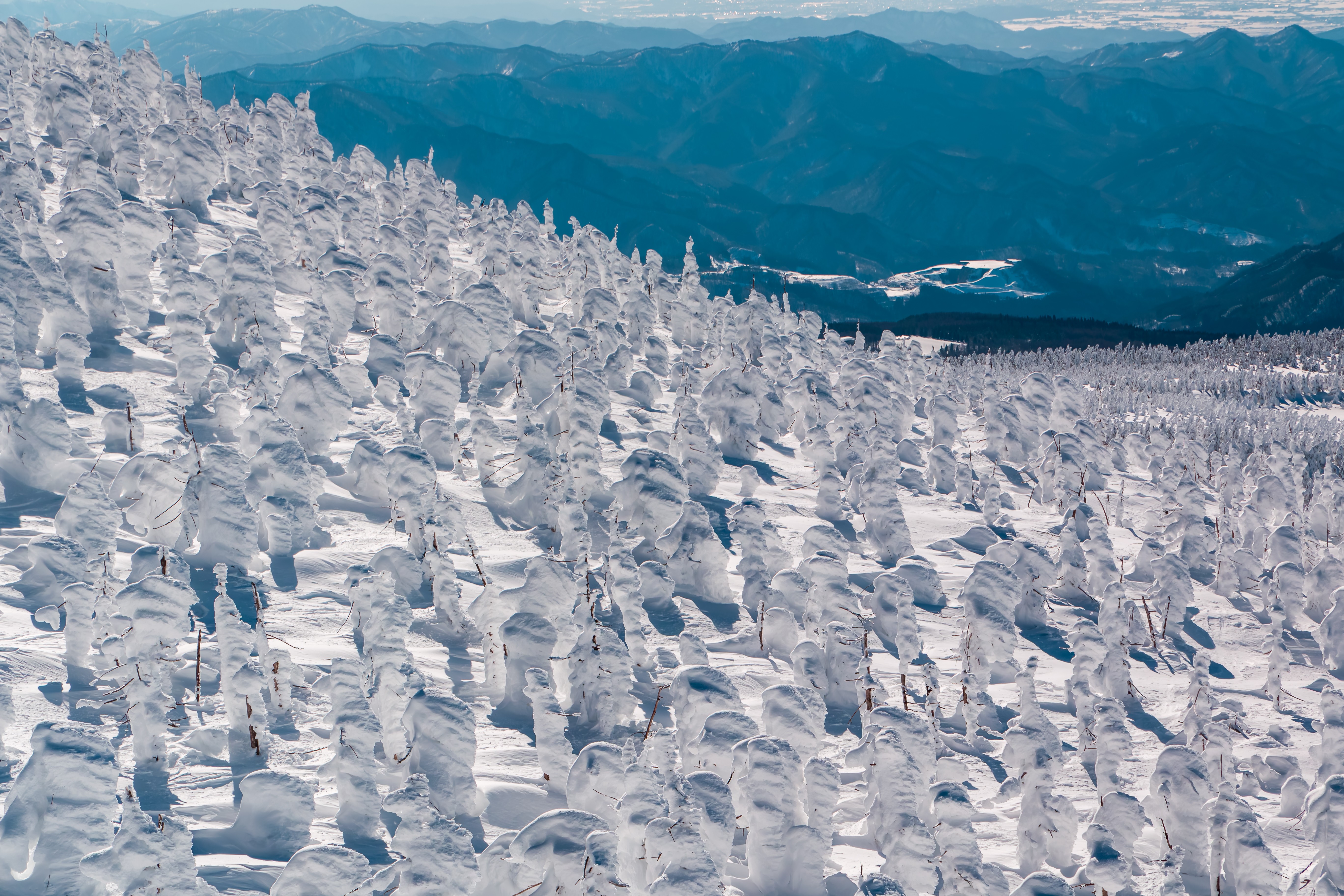 A snow-covered mountain slope, with a stand of trees covered in thick snow and ice
