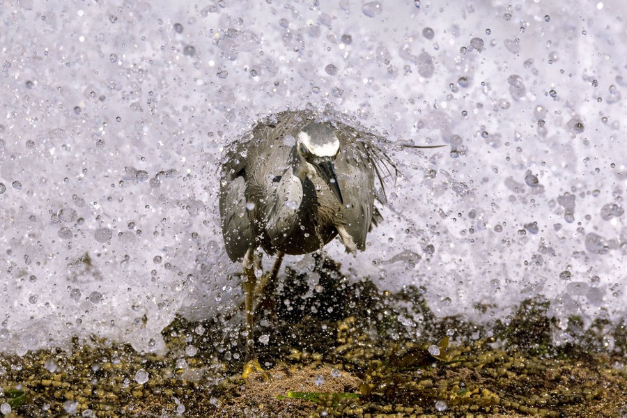 A heron is splashed by a wave.