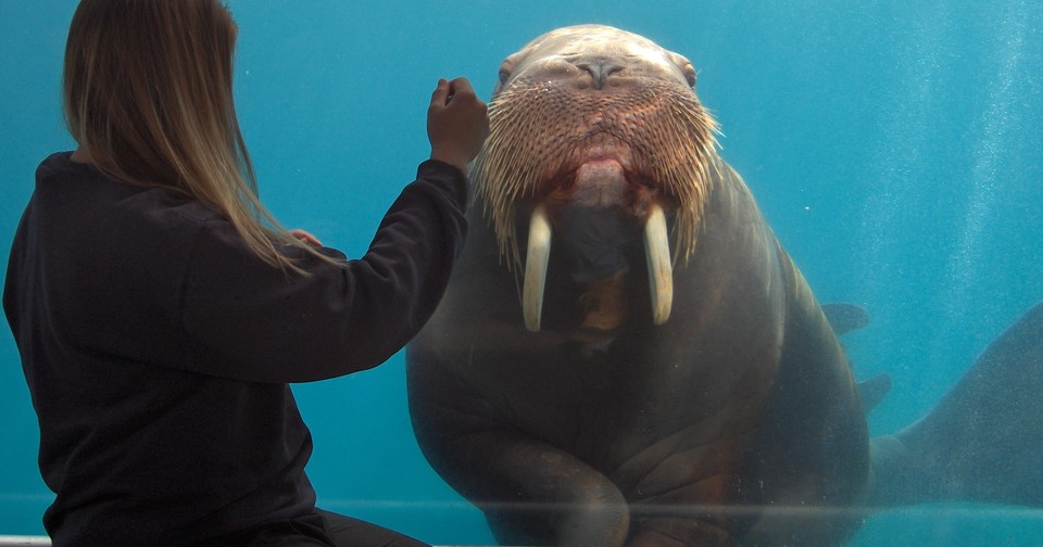 Walrus calling the animal makes a hooting sound which can be heard over  long distances Stock Photo - Alamy