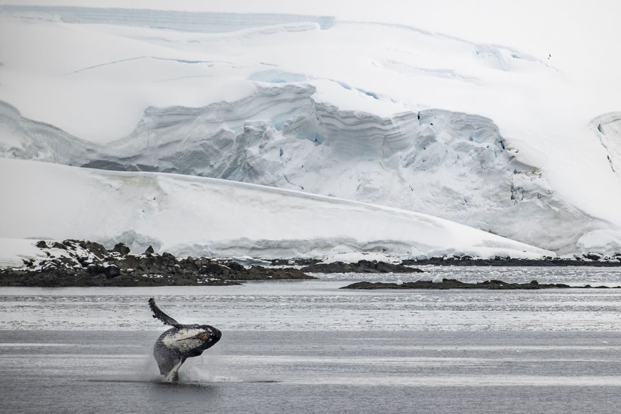 A humpback whale breaches near the shore of a snowy landscape.