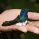 A female white-necked jacobin with a blue head