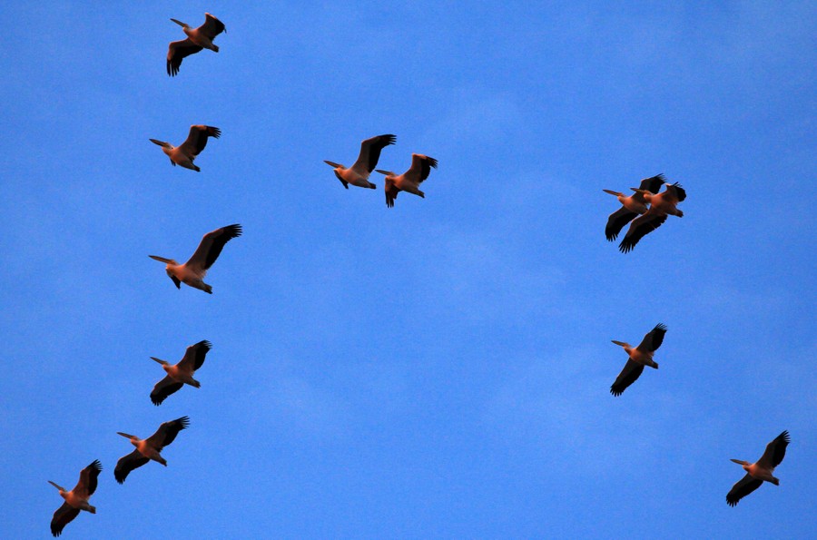 A flock of pelicans flies above at sunset.