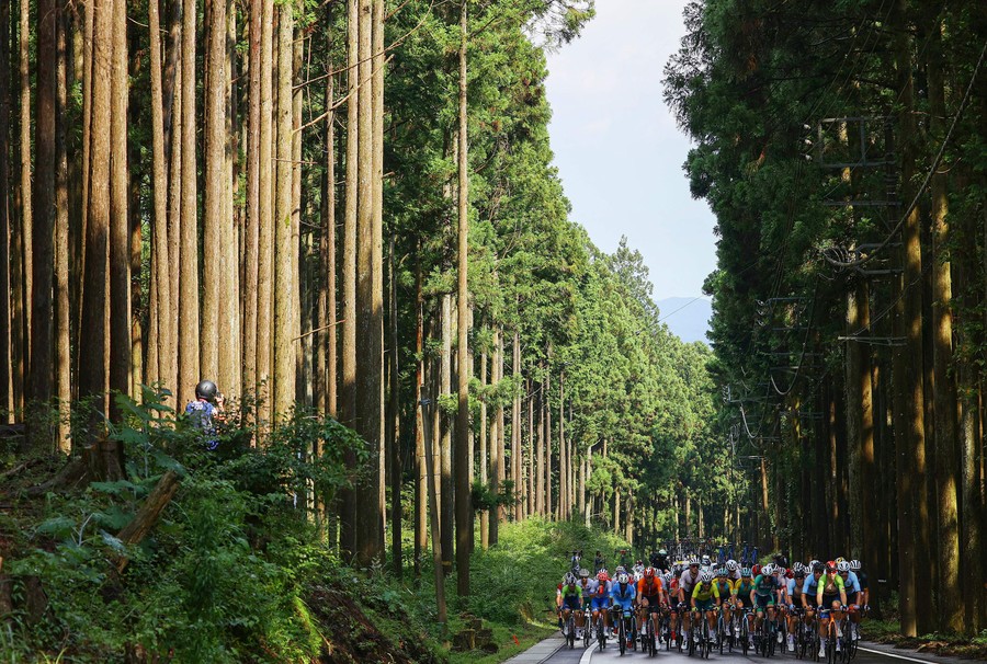 A pack of cyclists rides on a road through a forested area.