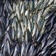 A pile of herring