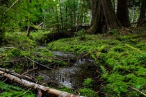 A river flowing through a marshy forest