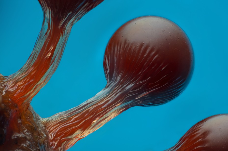 Photographing the Microscopic: Winners of Nikon Small World 2026 - The ...