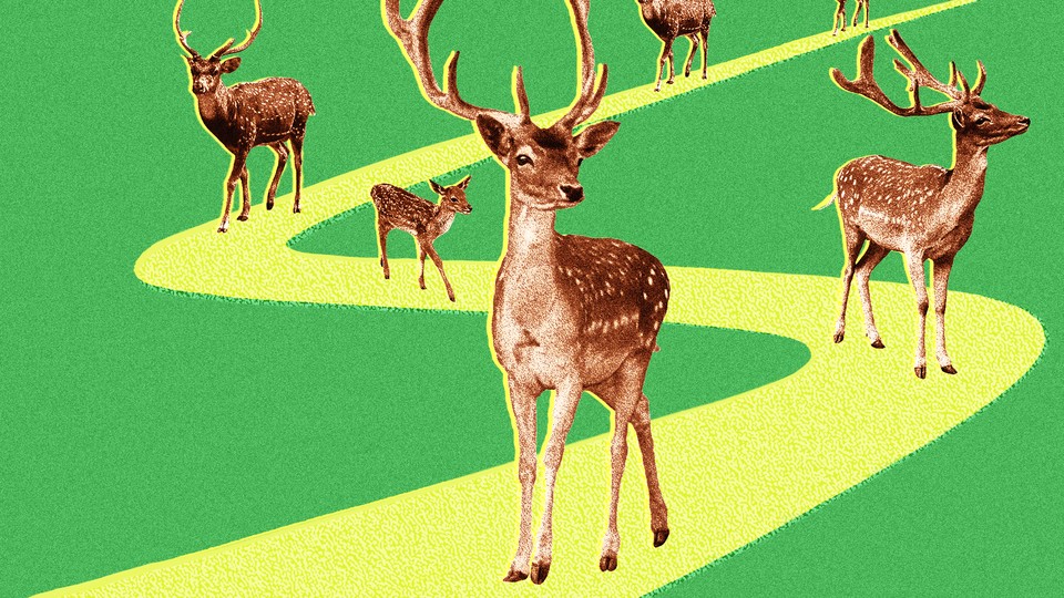 Collage illustration of five deer walking down a yellow path against a green backdrop