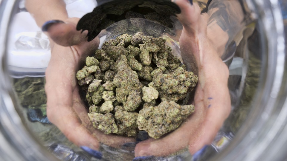 A person's hands hold a pile of dried marijuana buds/
