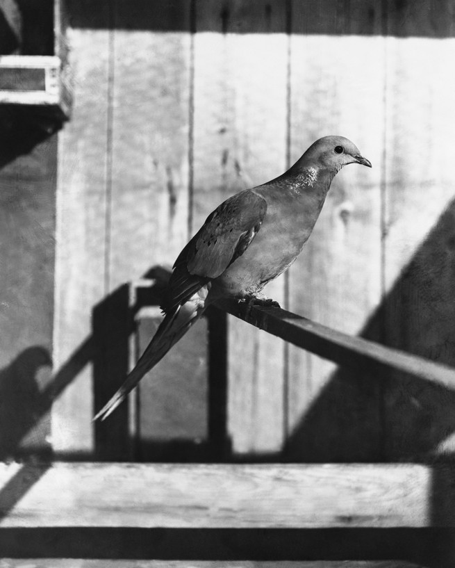 The last male passenger pigeon