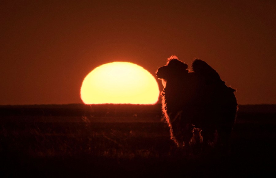 A camel stands in front of the setting sun.