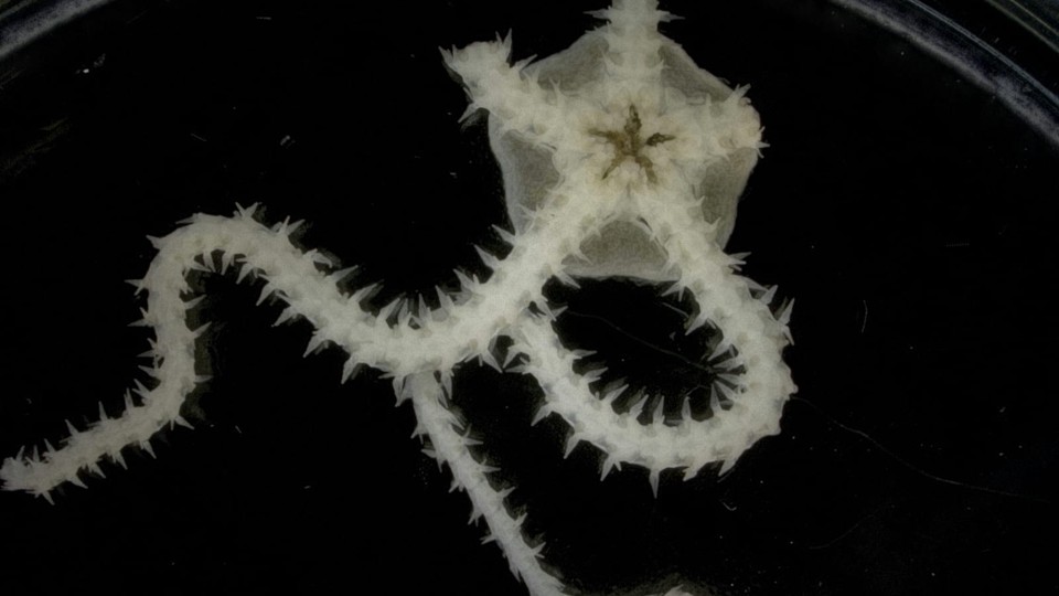 A brittle star (Ophioleucidae sp.)