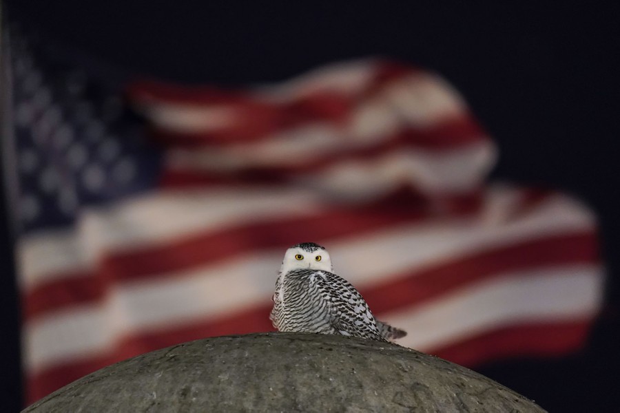 Photos: Superb Owl Sunday IV - The Atlantic