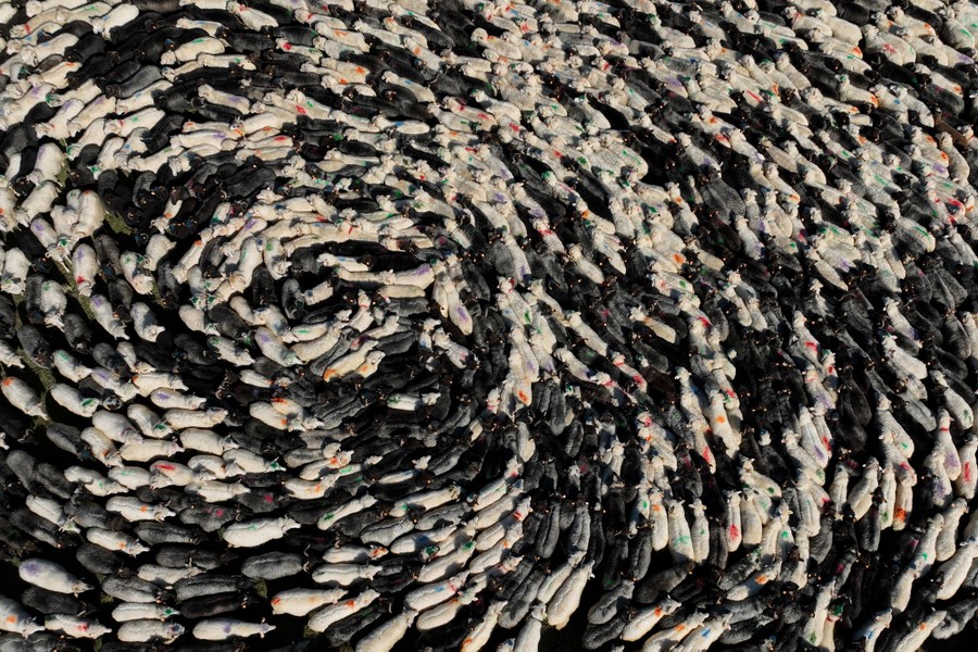 An aerial view of a flock of sheep forming a spiral shape