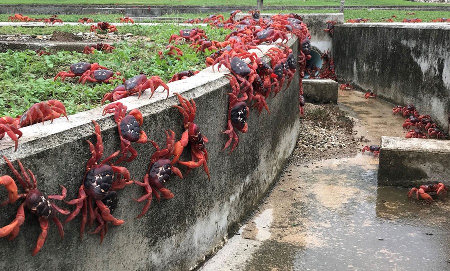 Hundreds of red crabs crawl across grass and a concrete drainage ditch.