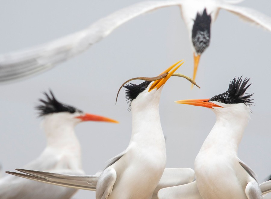 Four black-crested elegant terns fill the frame with a gray background.