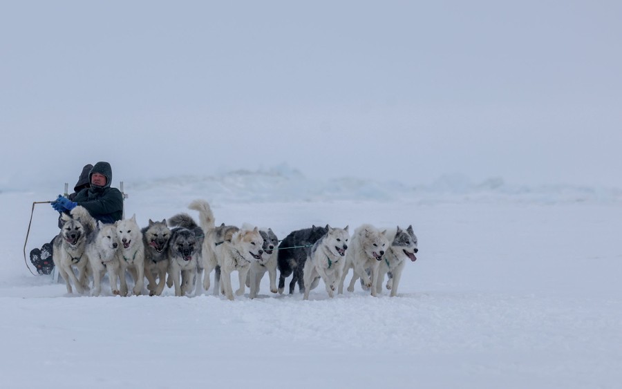 A team of dogs pulls a person on a sled over snow-covered ground.