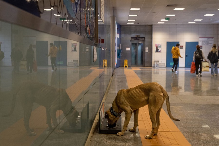A dog drinks from a bowl inside a subway station.