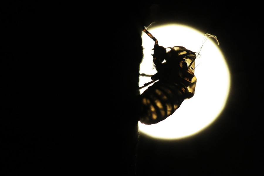 The shell of a cicada is seen in silhouette.