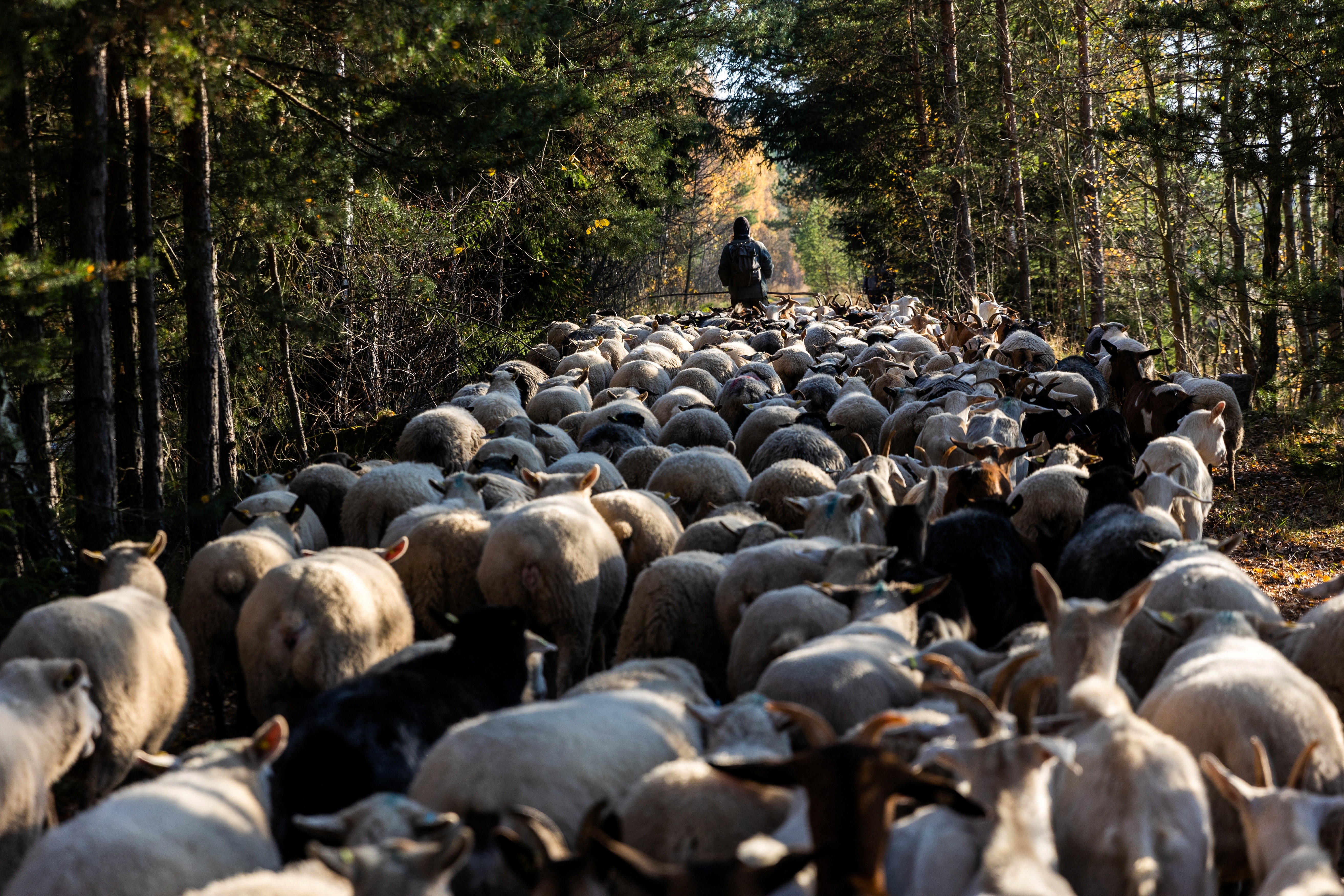 A shepherd walks on a path, leading a flock of sheep and goats.