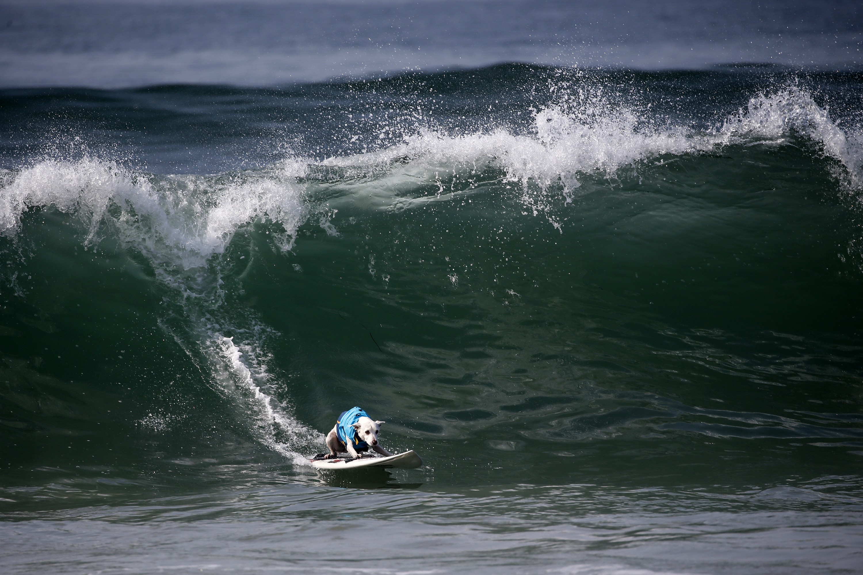 A dog rides down a cresting wave on a surfboard.
