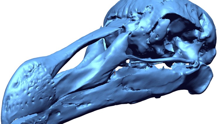 Paleontologists Release 3-D Laser Scans of Extinct Dodo Bird - The Atlantic
