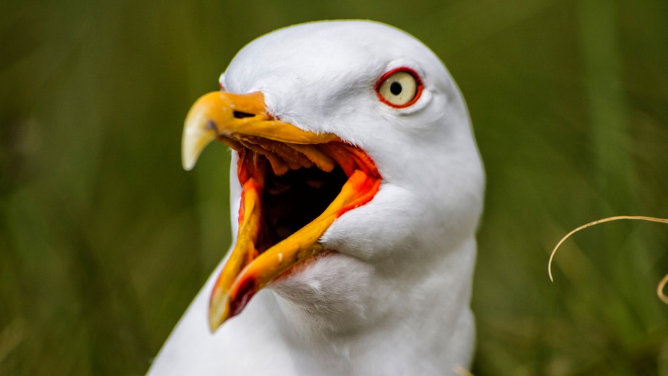 A shouting European herring gull