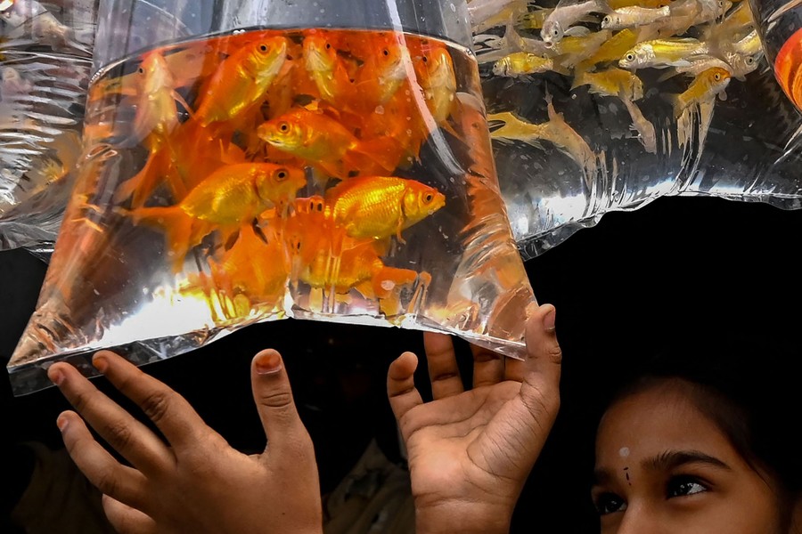 A child looks at goldfish in a hanging plastic bag.
