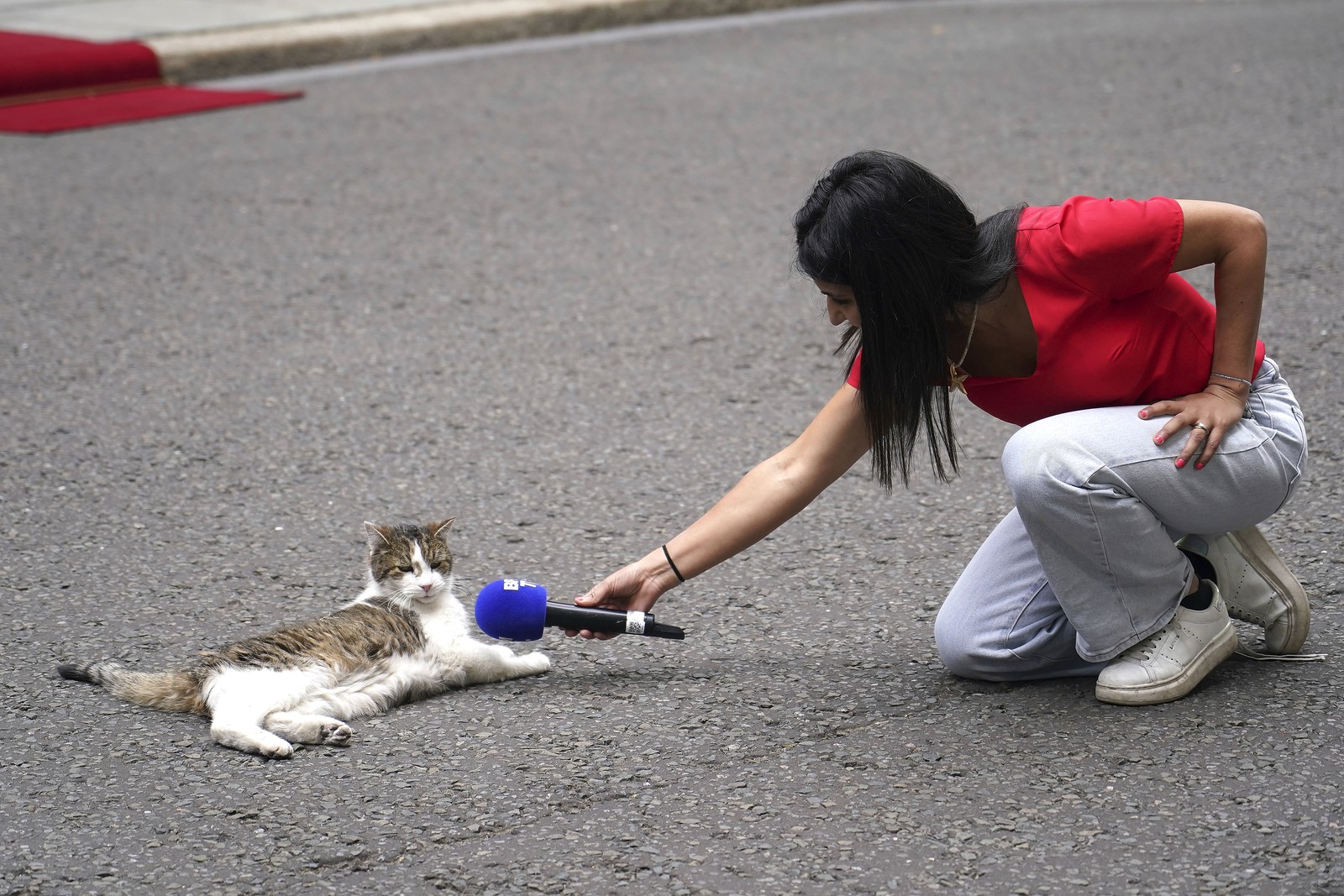 A reporter holds their microphone up to a cat that is lying comfortably on pavement in front of 10 Downing Street in London.