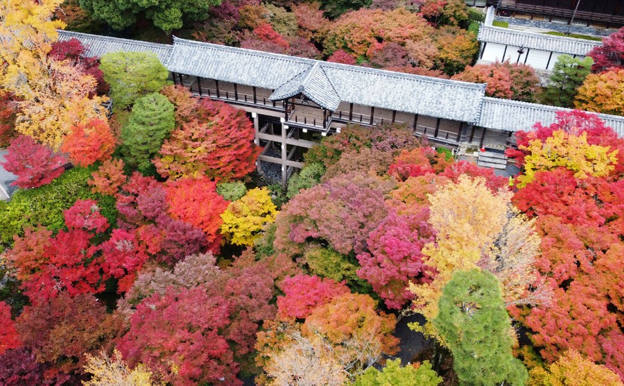Autumn-colored trees surround a traditional covered bridge in Japan.