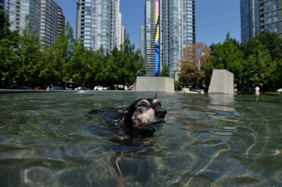 A dog cools off in a city fountain.