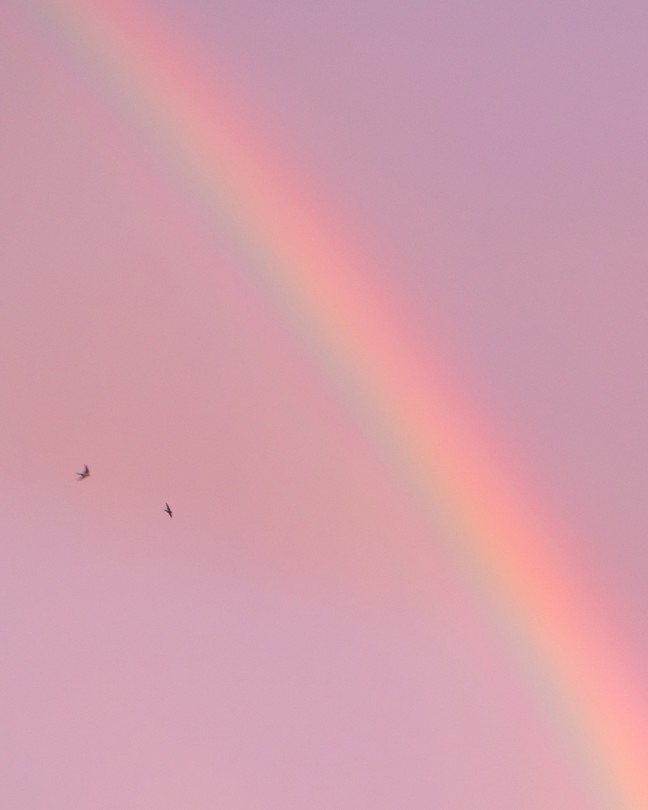 Blurred rainbow against pink sky background with two birds flying