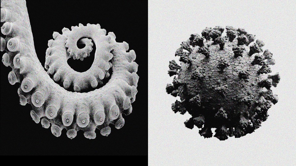 A tentacle and a coronavirus next to each other