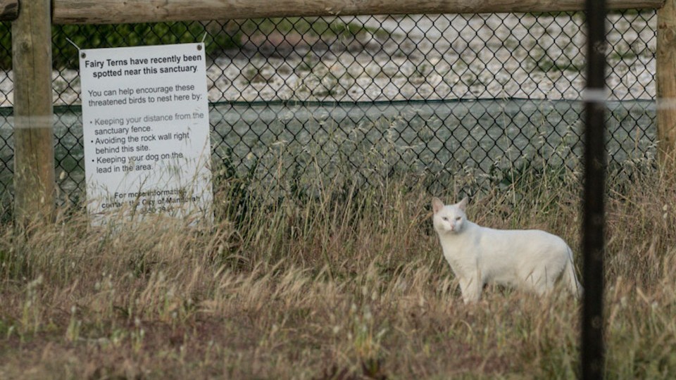 A white cat stands beside a fence