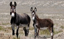 Wild donkeys in Nevada