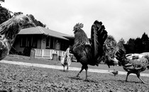 feral chickens in Hawaii