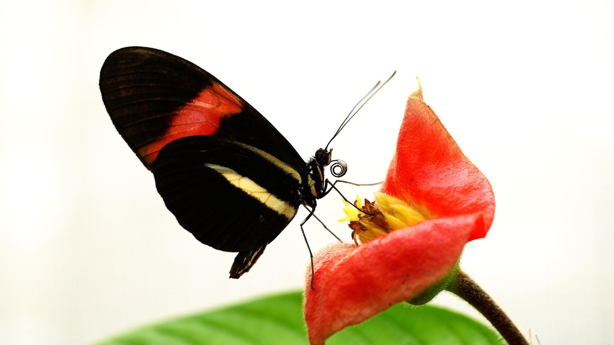 The Butterflies That Defy Aging