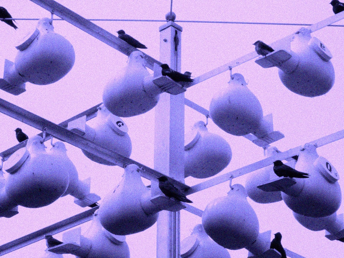 These Birds Got a Little Too Comfortable in Birdhouses - The Atlantic