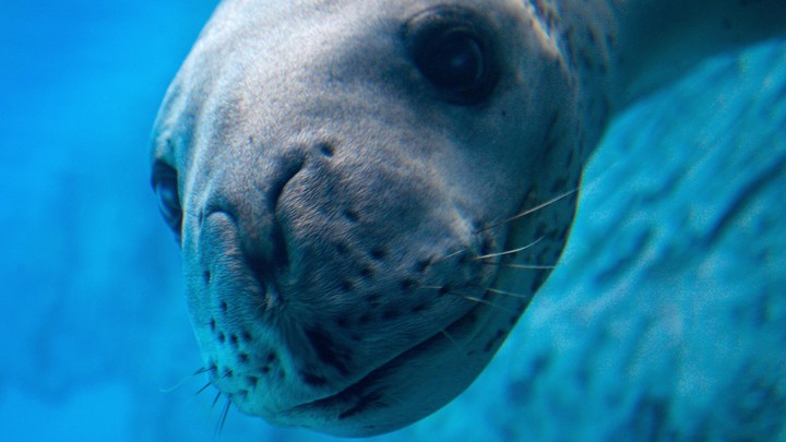Brooke, a leopard seal, at Sydney's Taronga Zoo