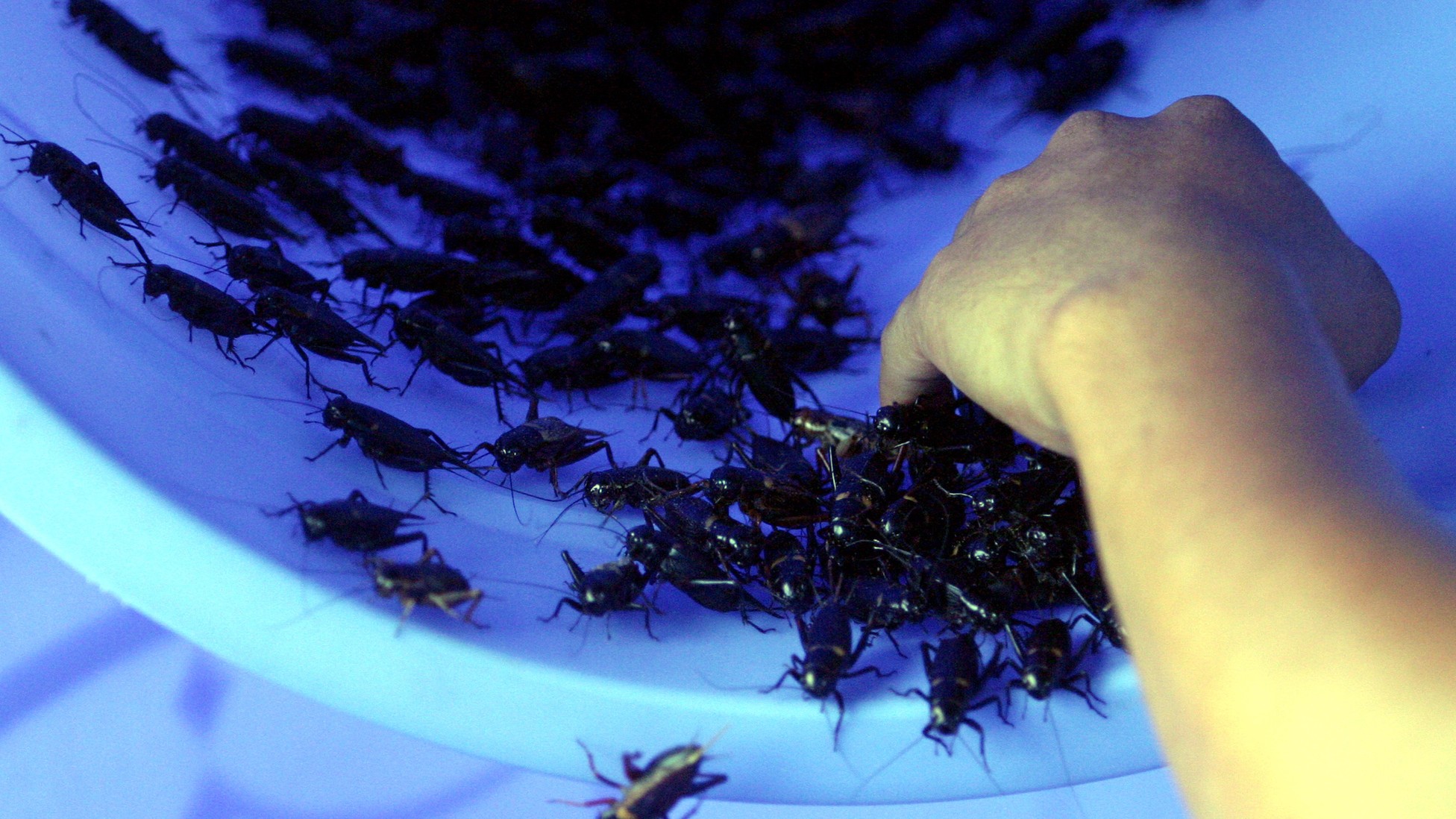 The Companies Farming Crickets for Human Consumption The Atlantic