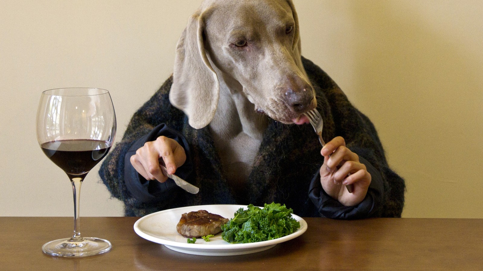 Human food shop meals for dogs