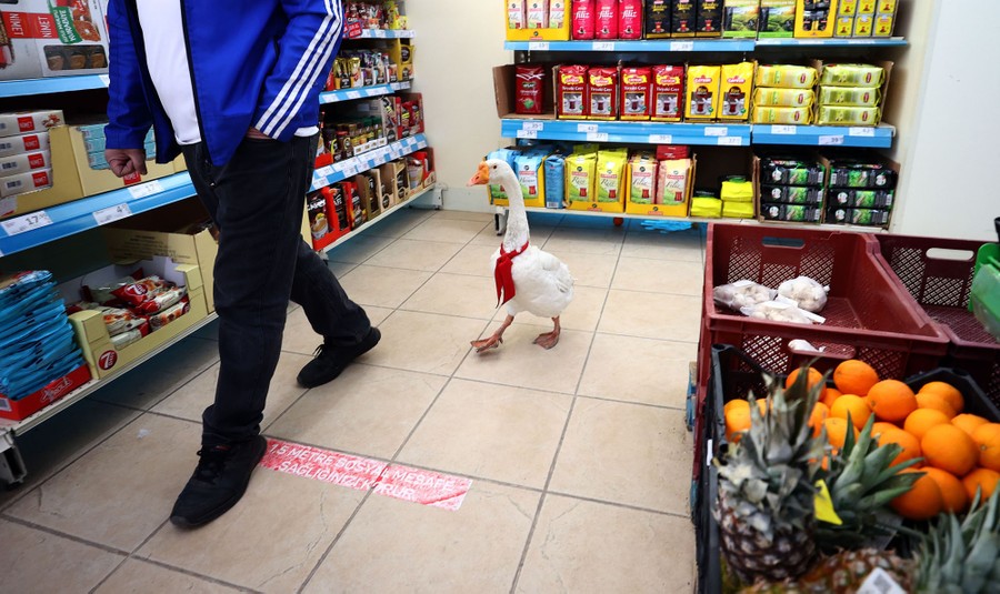 A goose wearing a red ribbon follows a man through a grocery store.