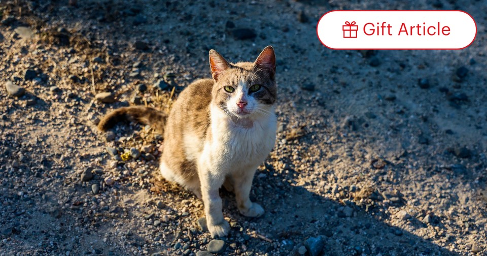 Cat fip store natural cure