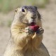 A close-up of a prairie dog holding and licking a red, cube-shaped oral vaccine for plague